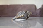 Ganesha Sankh | 999 pure silver coated - Image 4