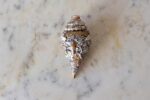 Ganesha Sankh | 999 pure silver coated - Image 2